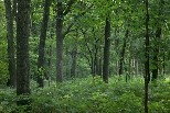 Forest scene, Oak Openings