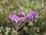 Purple fiddlenecks
