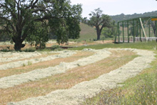 Hay drying near town