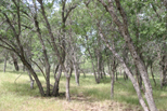 Oaks near Parkfield-Coalinga Road