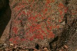 Lichen on rock