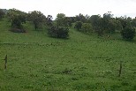 Mariposa hillside