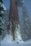 General Grant Tree in the snow