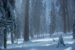 Snow in Grant�s Grove, Kings Canyon National Park
