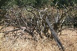 Along Highway 49, Madera County