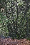Live oak, Mariposa County