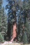 General Sherman Tree, Sequoia National Park