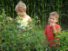 Luke & Dominic sample the berry crop