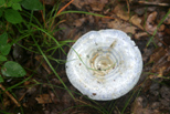Concave mushroom