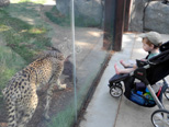 Jack gets a close-up look at the cheetah at the Fresno Zoo