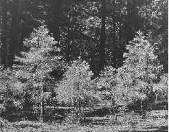 Young sequoias in Nelder Grove